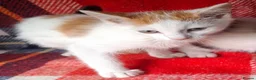 Mixed Breed cats for sale: Beautiful kittens - Advert 6