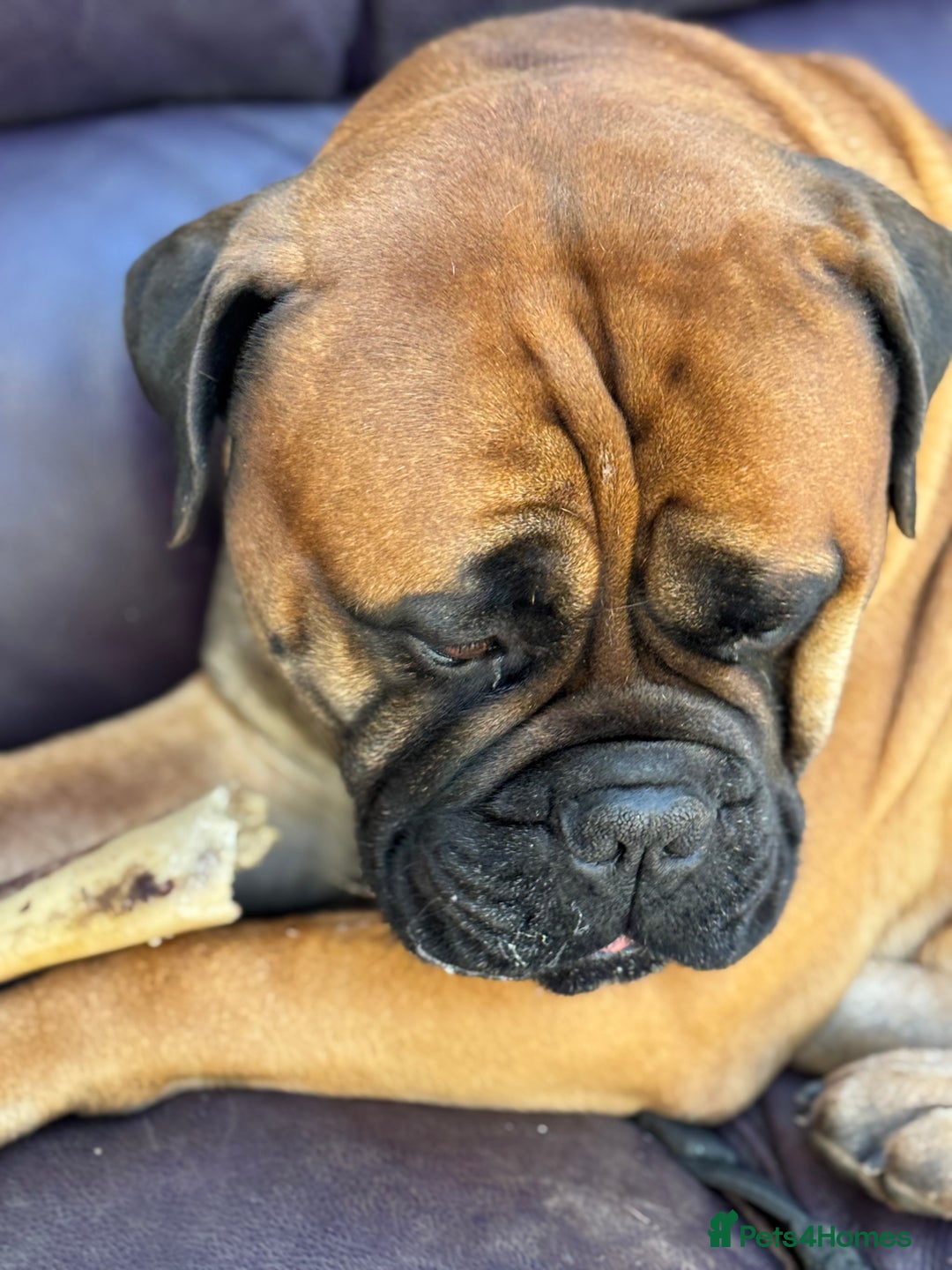Bullmastiff dogs for sale: Beautiful Pedigree Puppies - Advert 14