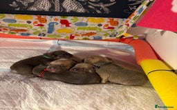French Bulldog dogs for sale: QUALITY HOME BRED FRENCH BULLDOG PUPPIES - Image 9