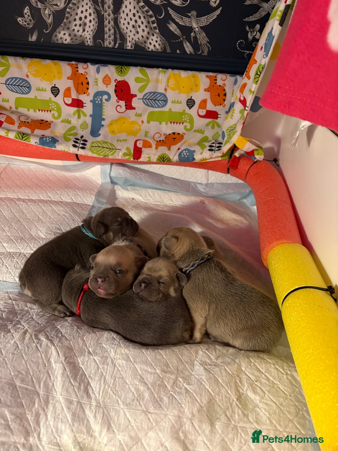 French Bulldog dogs for sale: QUALITY HOME BRED FRENCH BULLDOG PUPPIES - Image 9