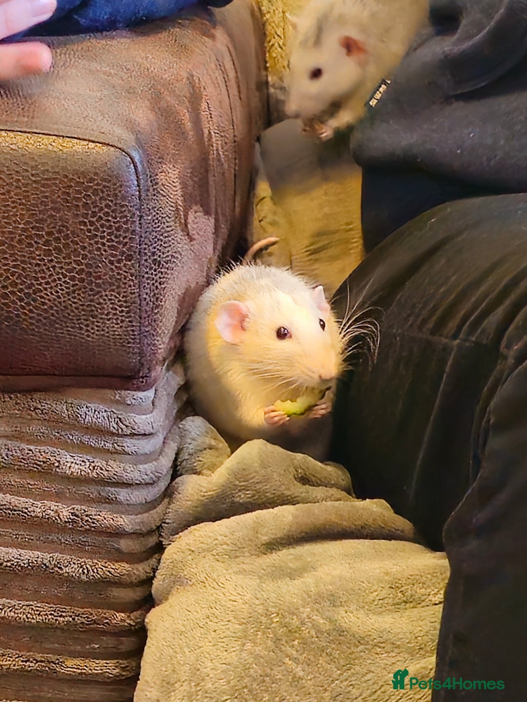 Rat rodents for sale: 2 Dumbo Rats for Rehoming - Image 6