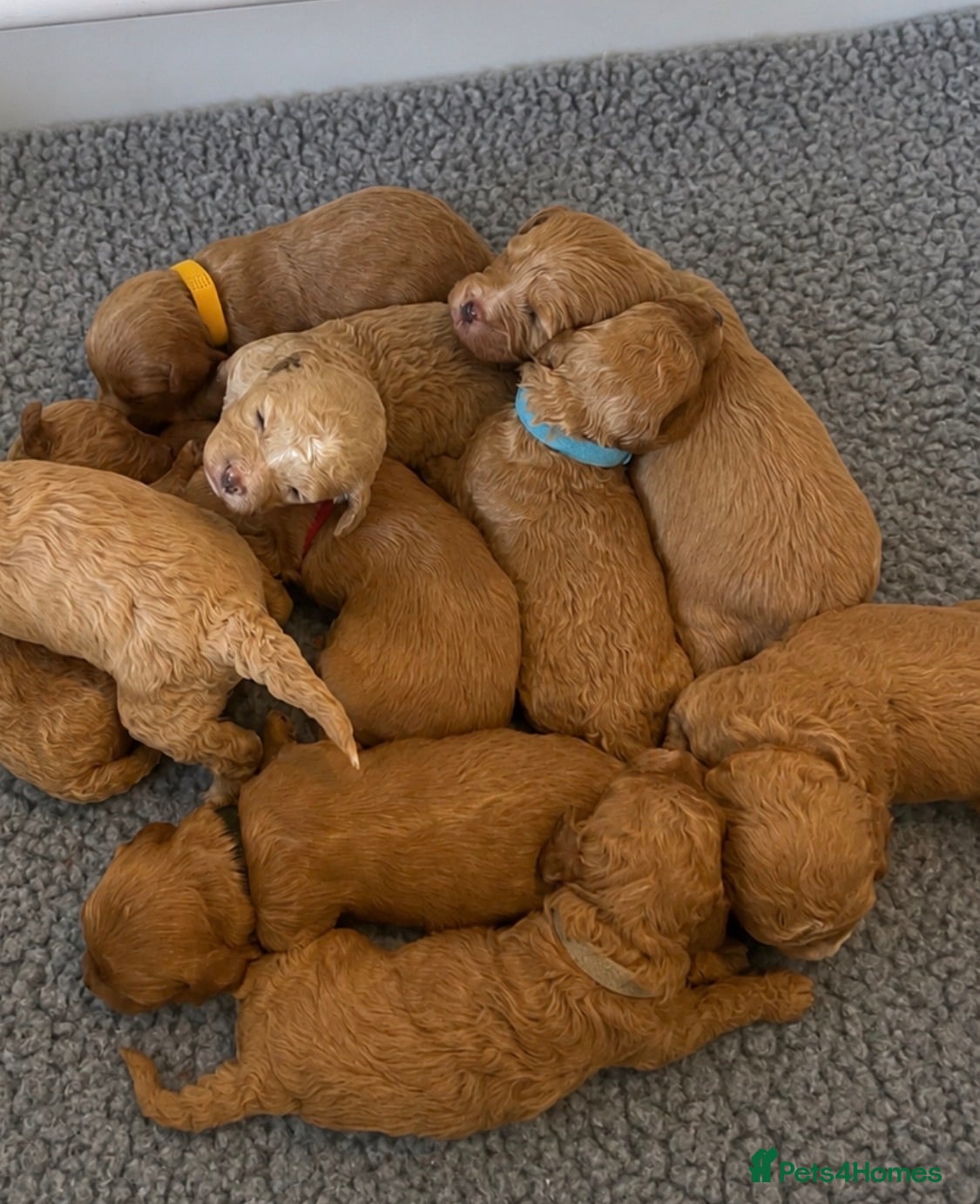Cavapoo dogs ❤️ BEAUTIFUL F1B CAVAPOO PUPPIES 💙 - Advert 1