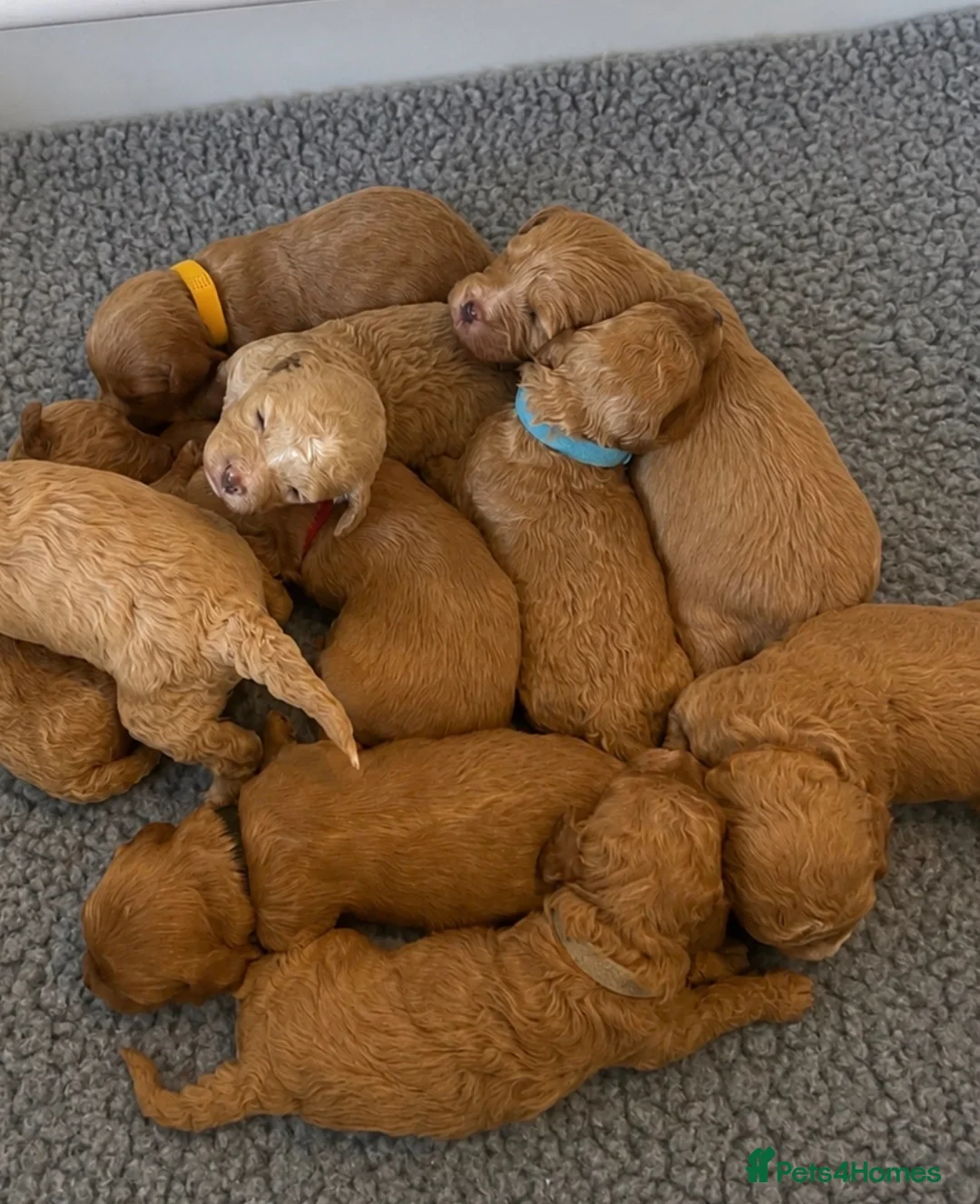 Cavapoo dogs for sale: ❤️ BEAUTIFUL F1B CAVAPOO PUPPIES 💙 - Advert 1