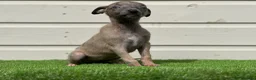 Whippet dogs for sale: Blue whippets  - Advert 27