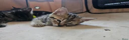 Mixed Breed cats for sale: Stunning Bombay Cross Kittens – Trained & Playful - Advert 7