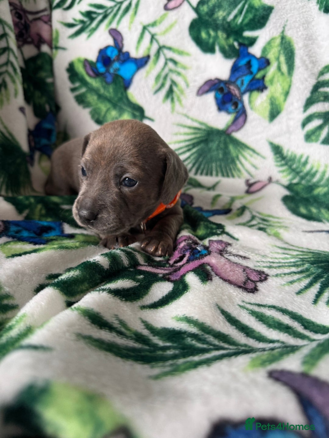 Mixed Breed dogs for sale: Beautiful Daffys - staffy cross dachshund  - Image 20