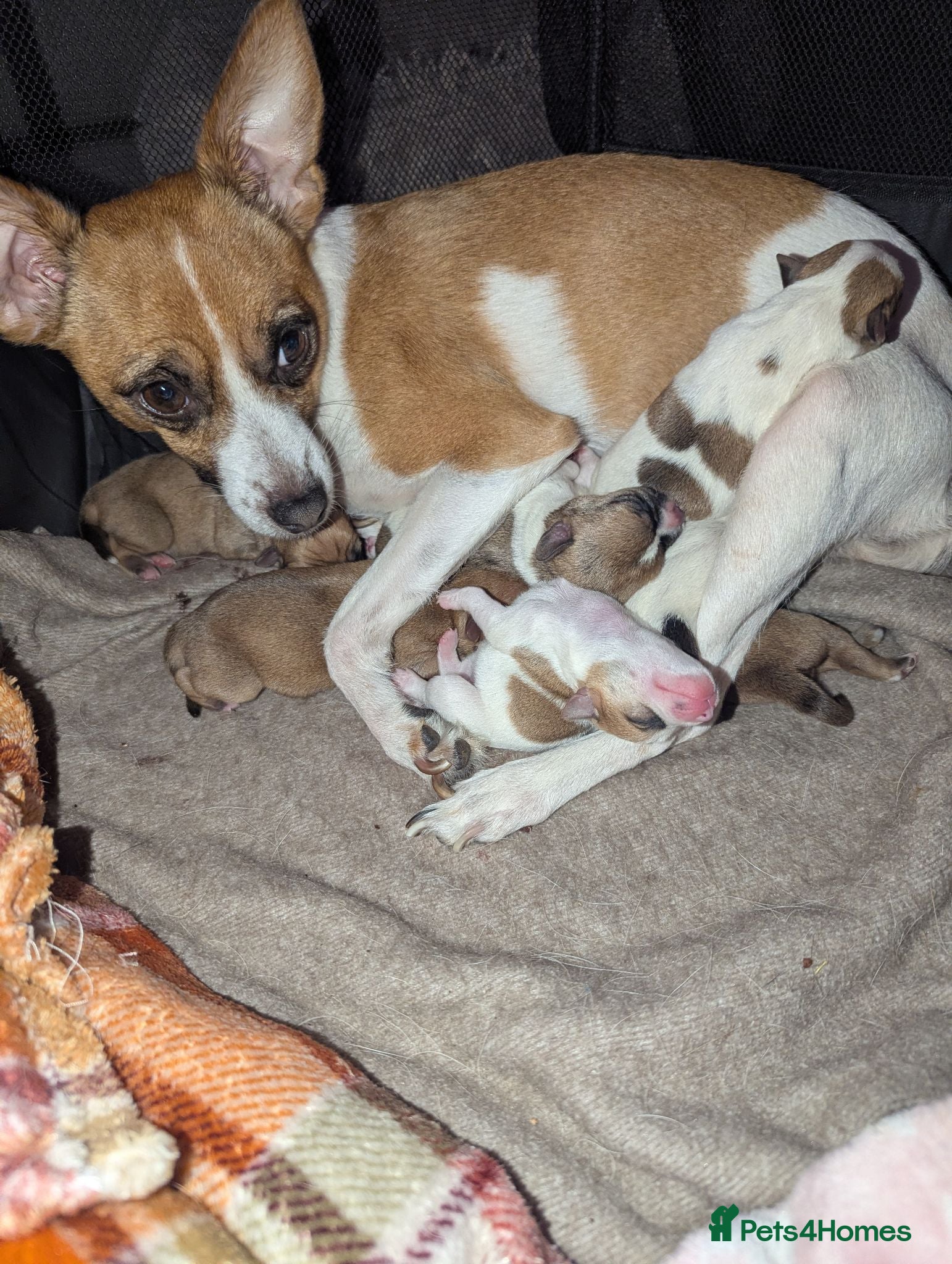 Jack Chi dogs for sale: 7 Jack Chi Puppies - Advert 1
