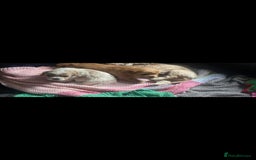 Cavachon dogs for sale: Cavachon - Image 3