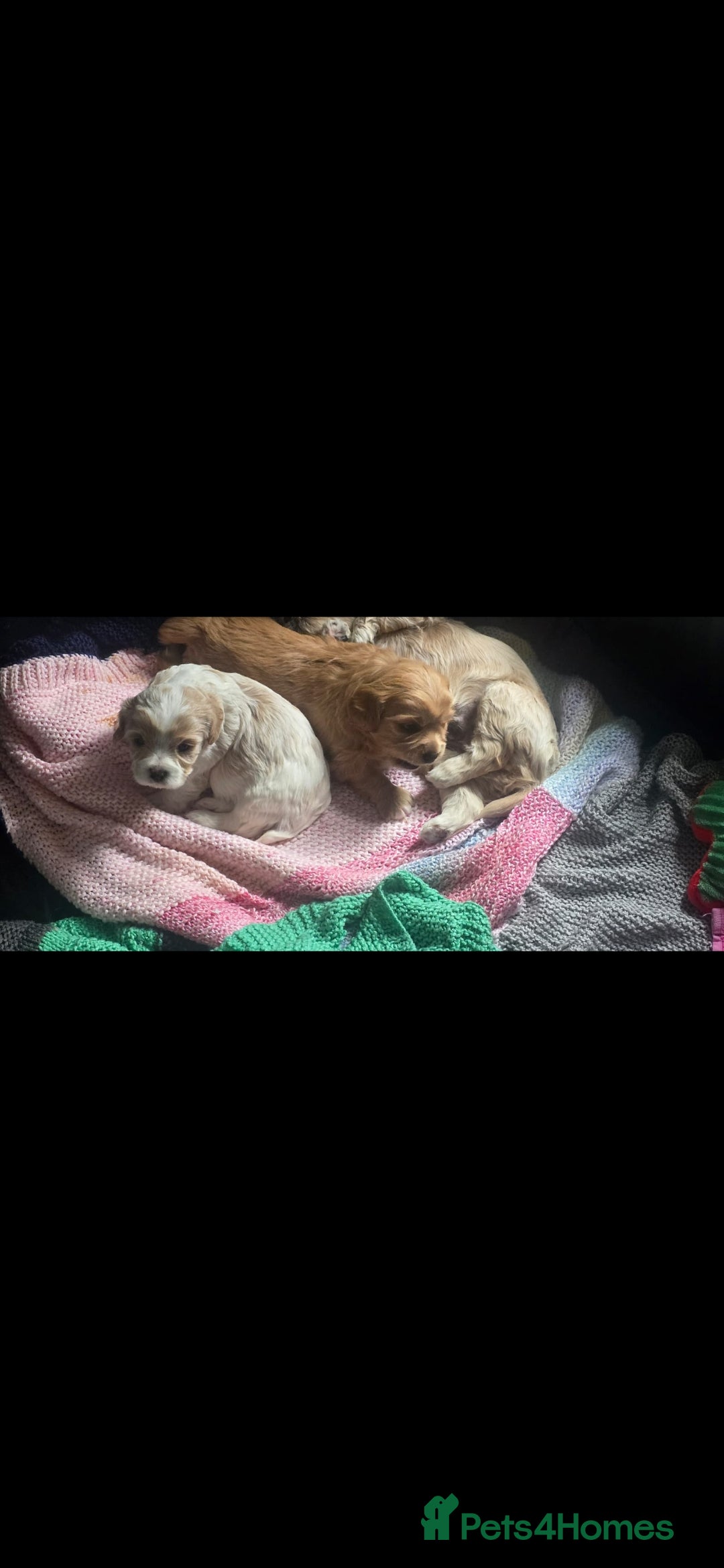 Cavachon dogs for sale: Cavachon - Image 3