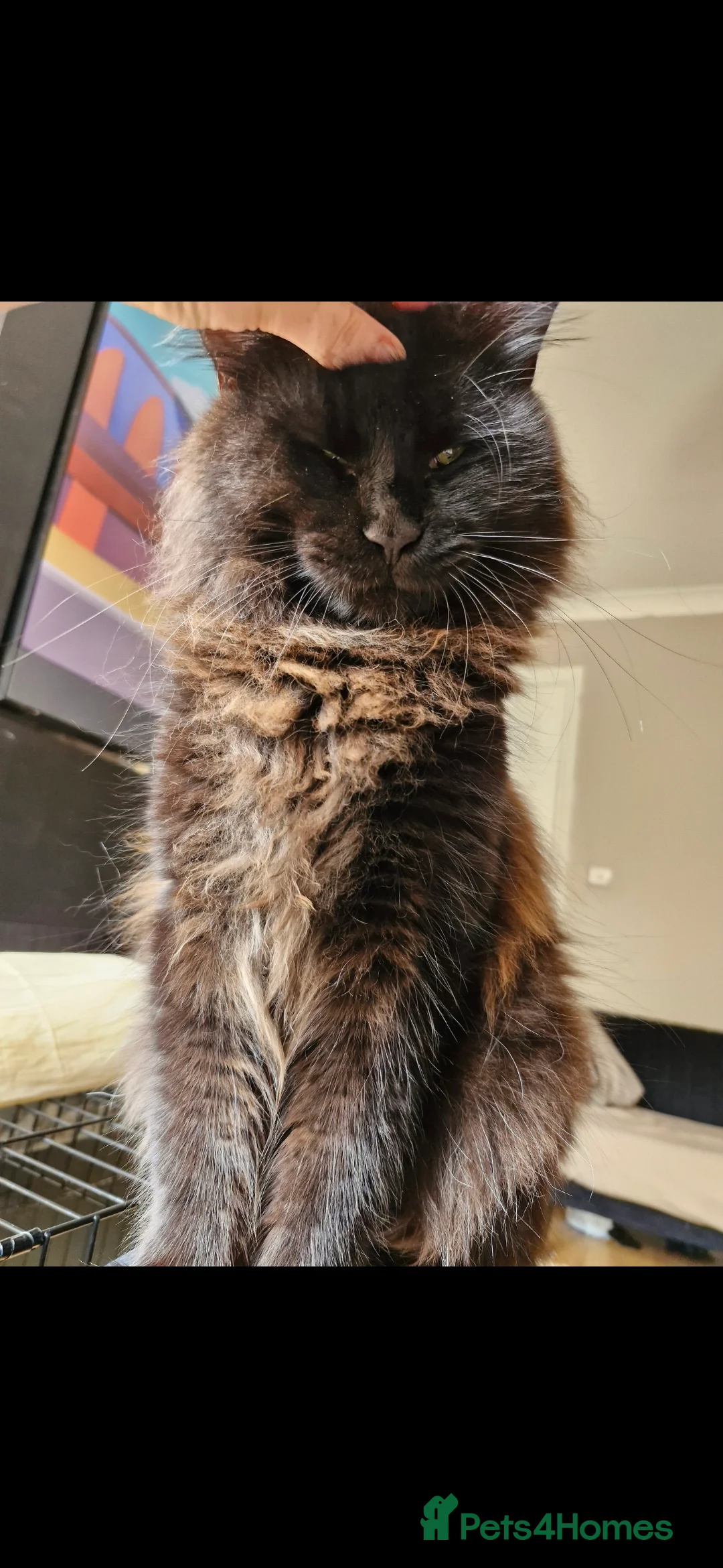 Maine Coon cats for sale: 5 beautiful maine coons left  - Advert 10