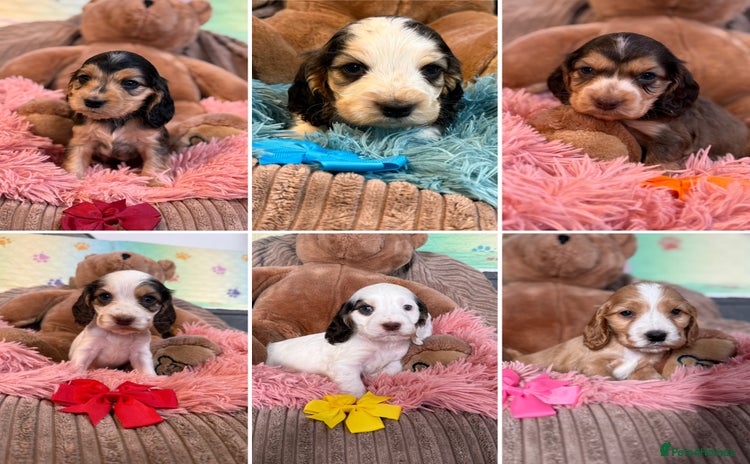 Cocker Spaniel dogs - Advert 10