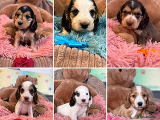 Cocker Spaniel dogs - Advert 11