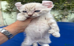 Keetso cats for sale: Gob smacking curled eared polydactyl male  - Image 4