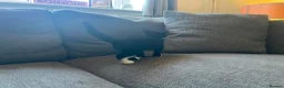Mixed Breed cats for sale: Adorable Black & White Kittens – Ready Now - Advert 3