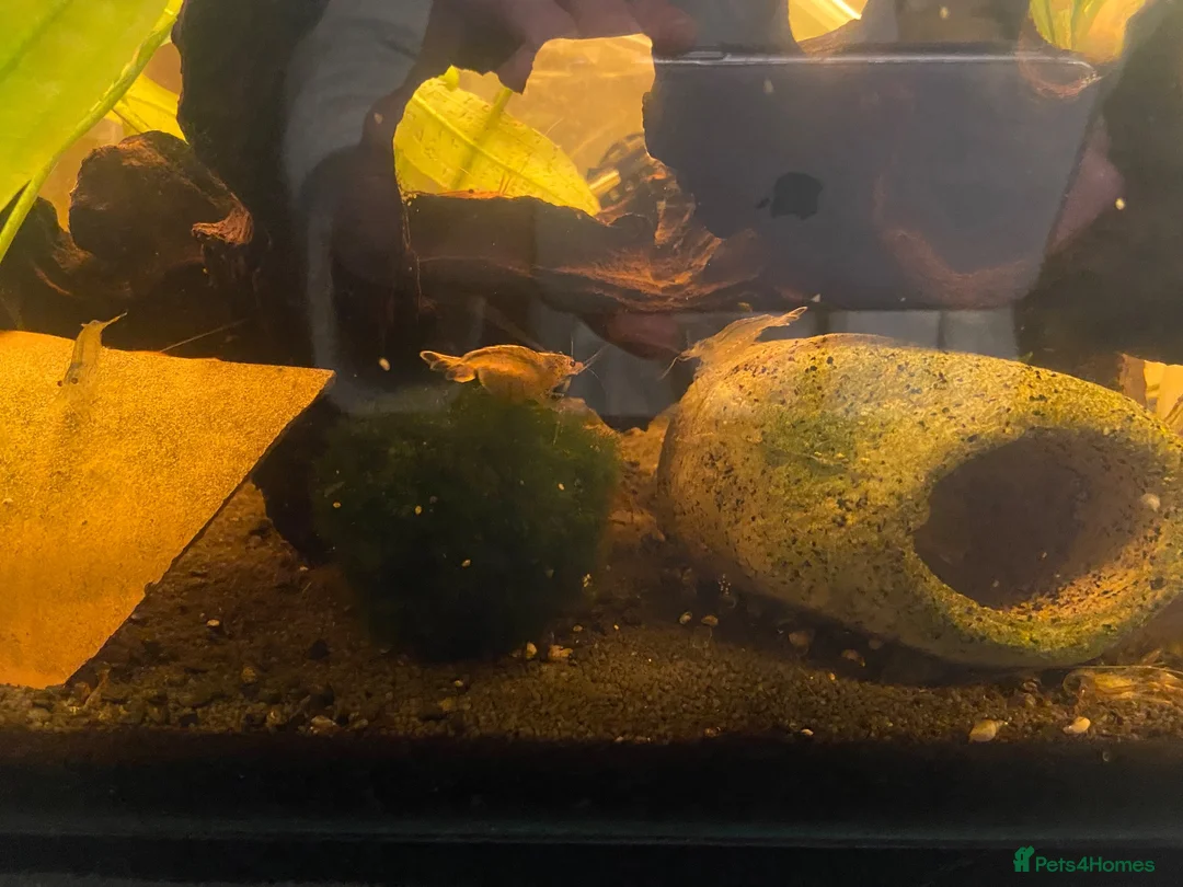 Shrimps fish for sale: Bamboo and amano shrimp - Advert 3