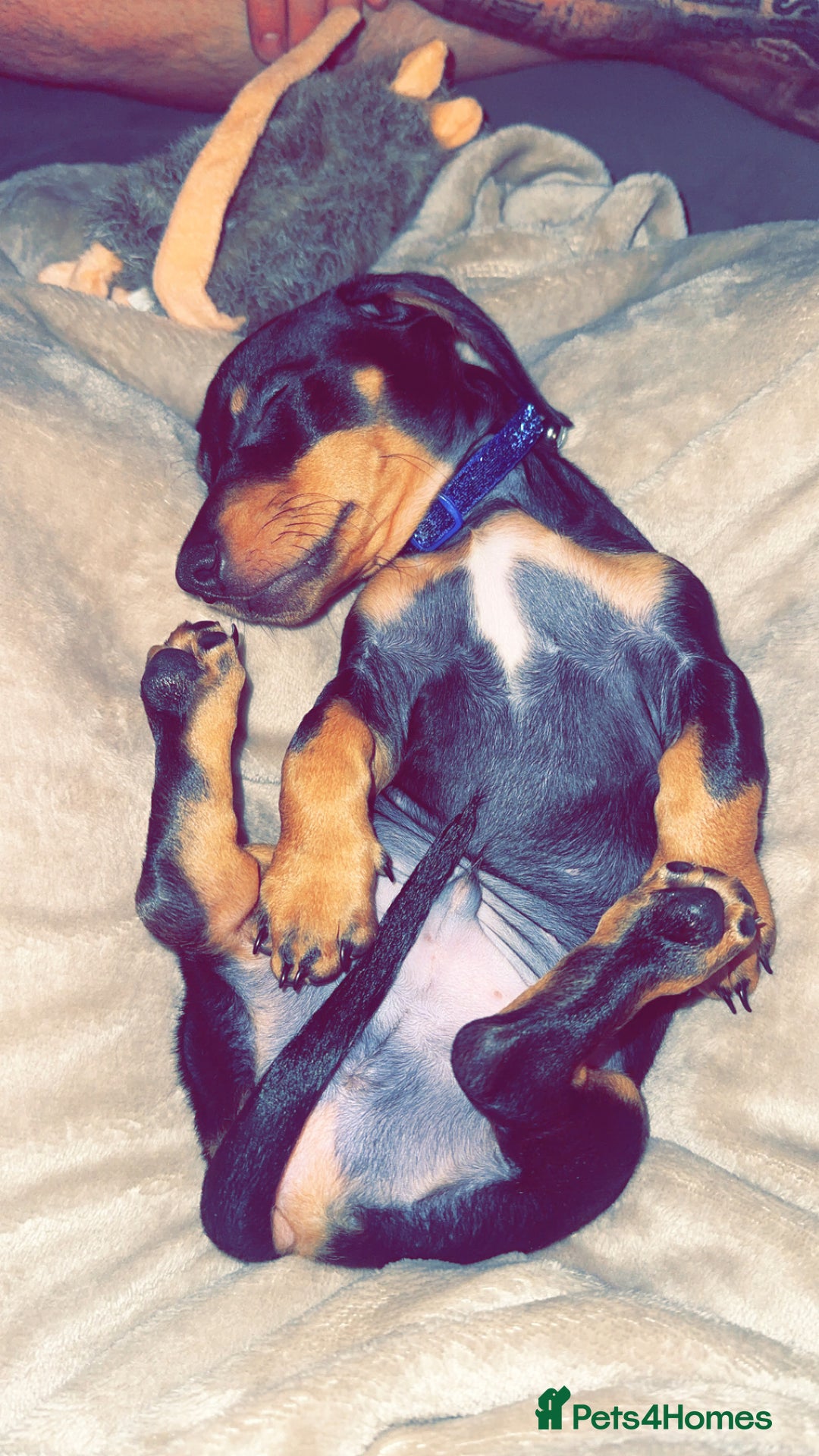 Miniature Dachshund dogs for sale: Mini dashound  - Advert 3