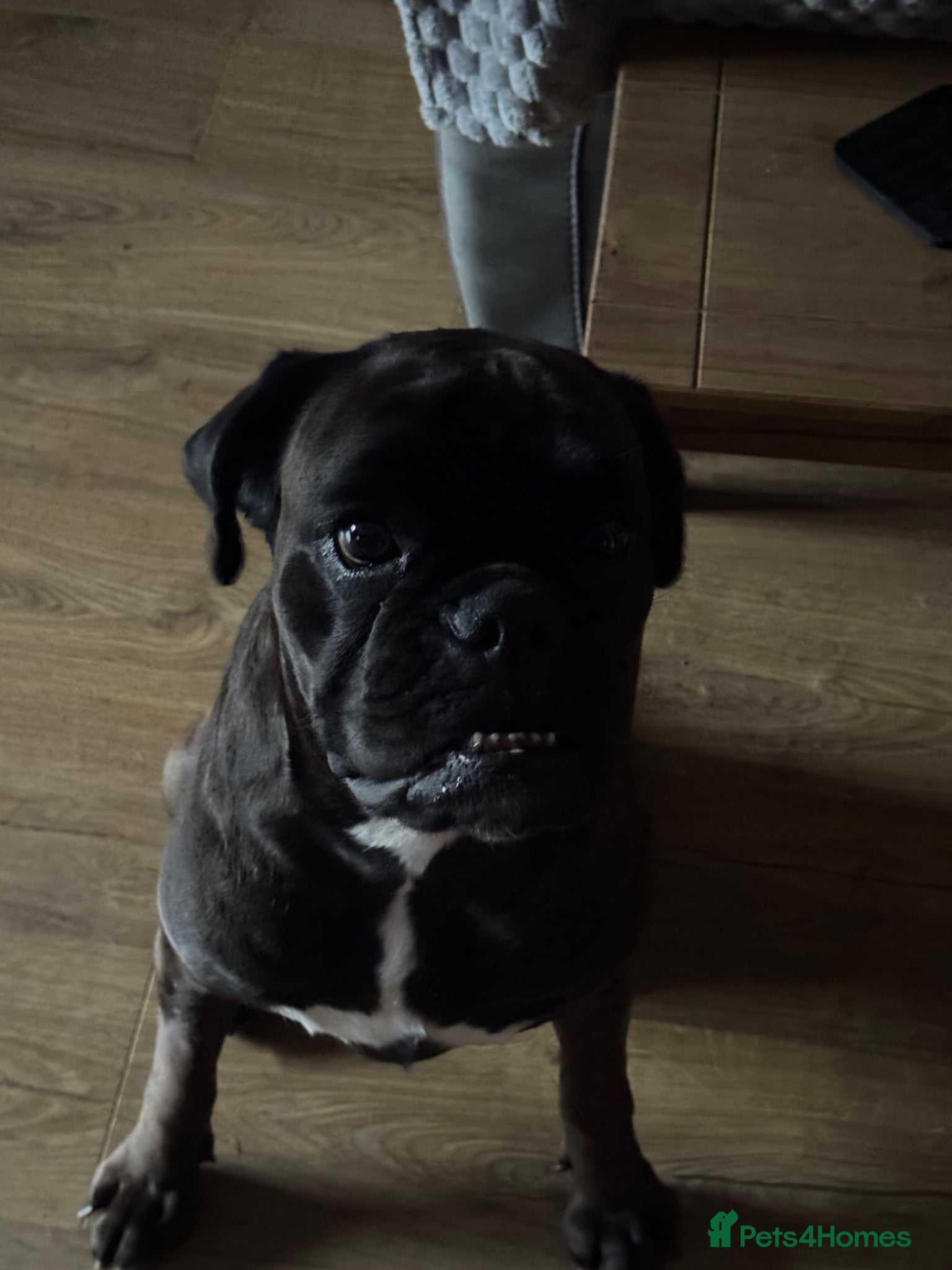 Boxer dogs Sealed Boxer - Advert 1