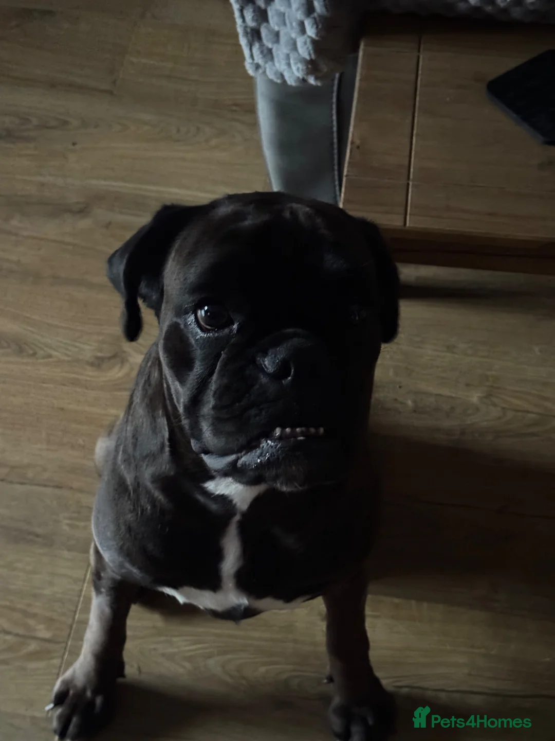 Boxer dogs for sale: Sealed Boxer - Advert 1