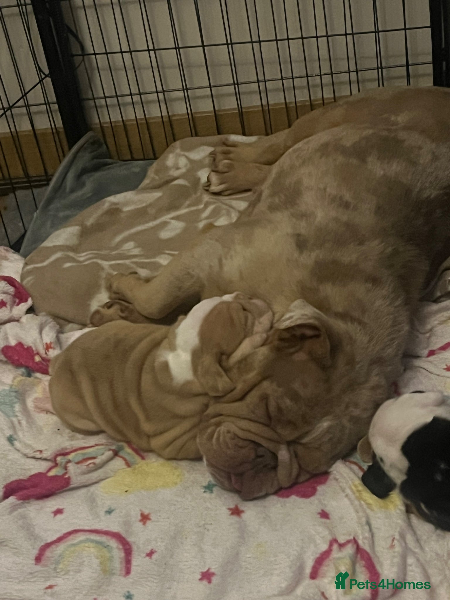 English Bulldog dogs for sale: Chunky healthy pups - Advert 4
