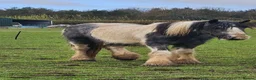 Other Breed horses for sale: Maxi cob gelding  - Advert 8