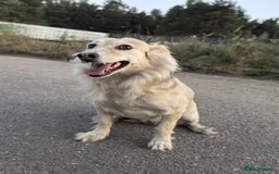 Mixed Breed dogs for adoption: 💖🐶 DOCHA 🐶💖 - Image 15