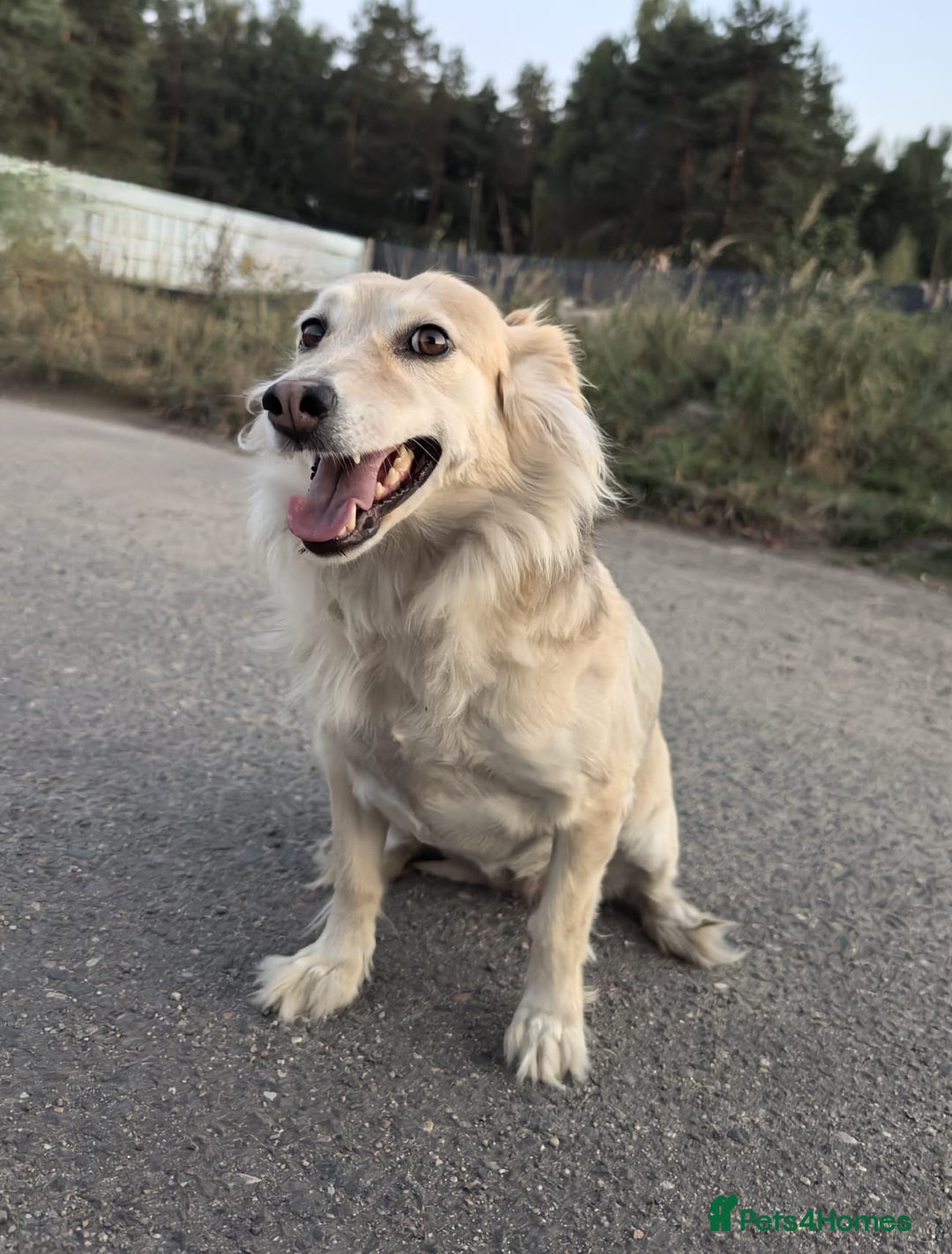 Mixed Breed dogs for adoption: 💖🐶 DOCHA 🐶💖 - Image 15