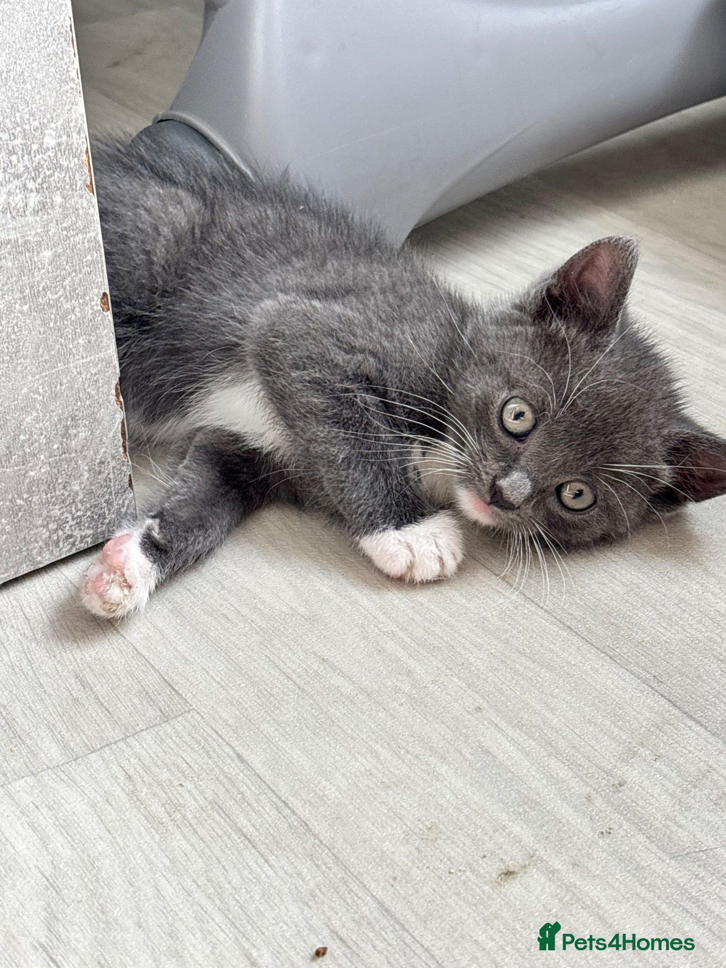 Mixed Breed cats British short hair mixed fluffy kittens  - Advert 19