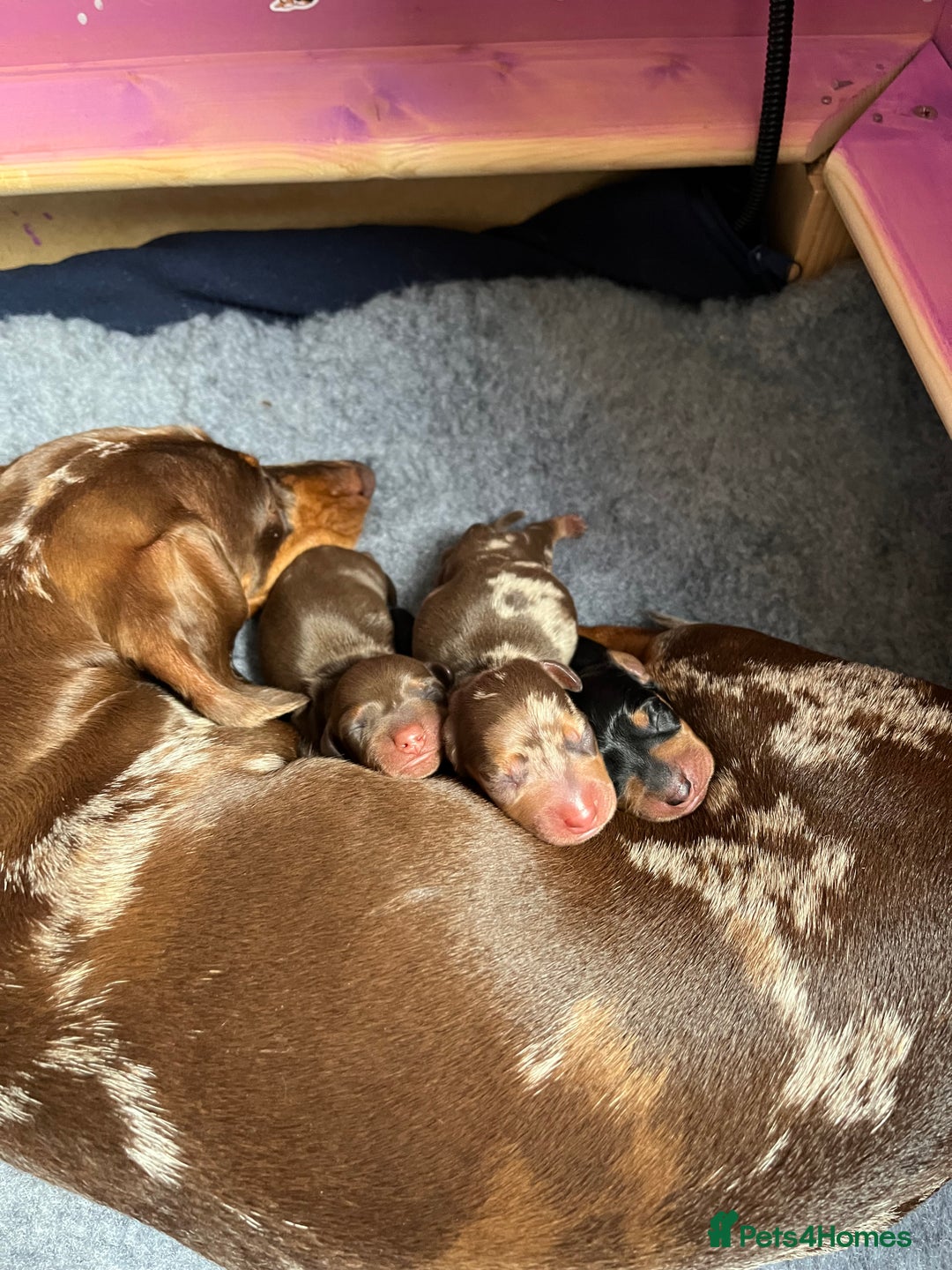 Miniature Dachshund dogs for sale: Miniature dachshund smooth hair puppies  - Image 1