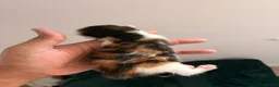 Mixed Breed cats for sale: mixed kittens for sale - Advert 4