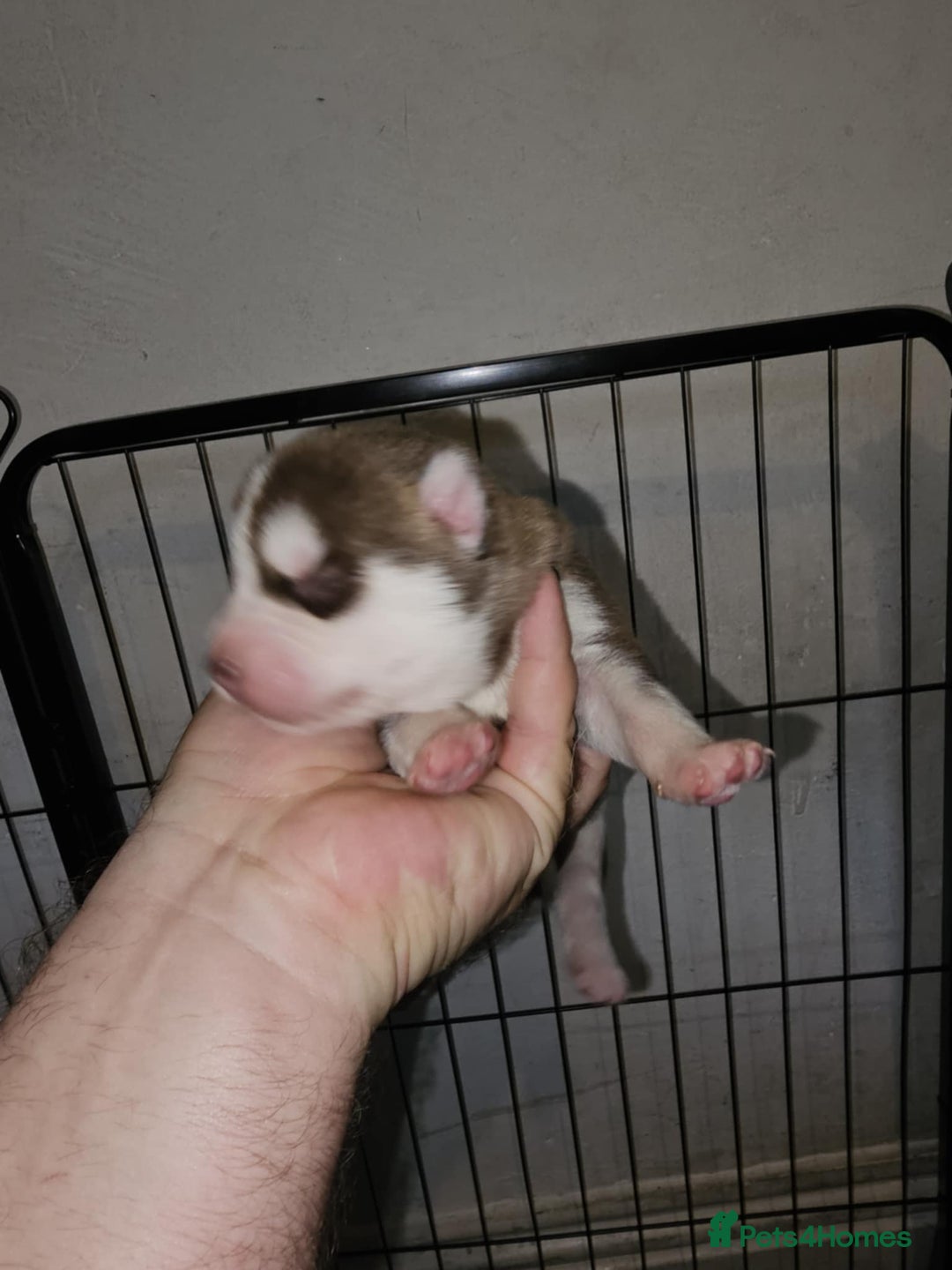 Siberian Husky dogs for sale: Siberian husky puppies  - Image 5