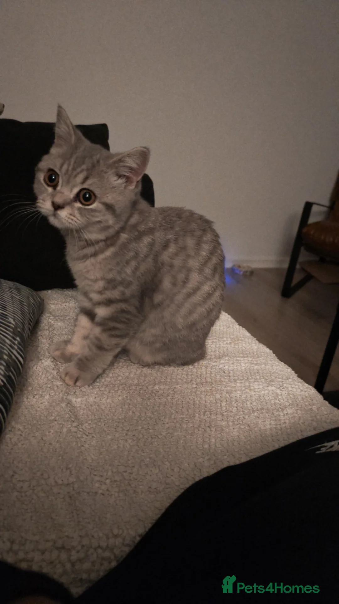 British Shorthair cats for sale: British Shorthair (1 Yrs) Gentle Female - Advert 2