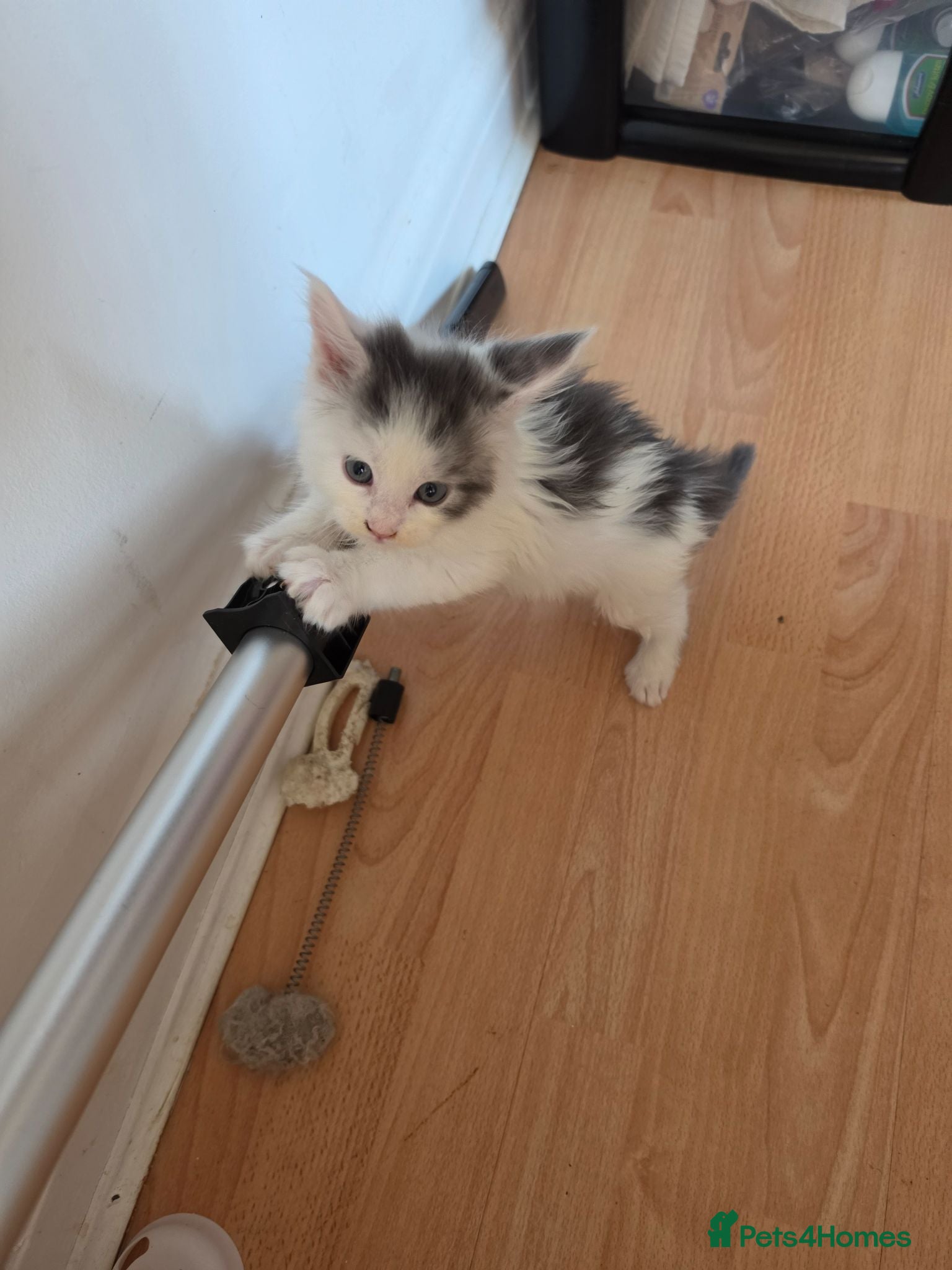 Maine Coon cats TICA REGISTERED STUNNING KITTENS  - Advert 18