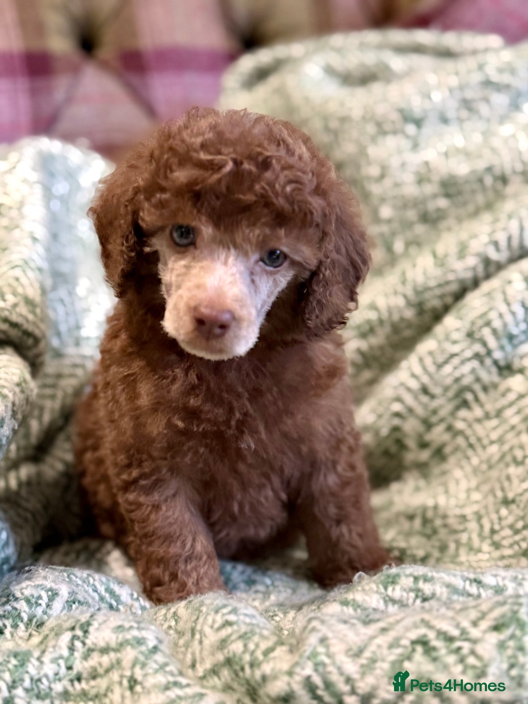Miniature Poodle dogs for sale: Beautiful Miniature Poodle pups  - Advert 7