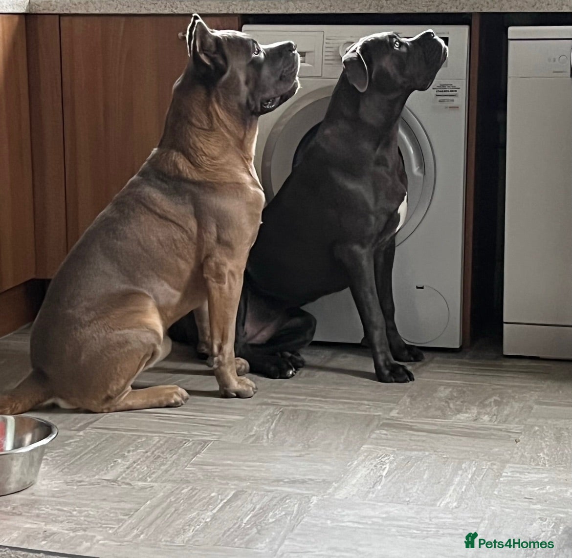 Cane Corso dogs Exceptional Full Pedigree Cane Corso Puppies - Advert 9