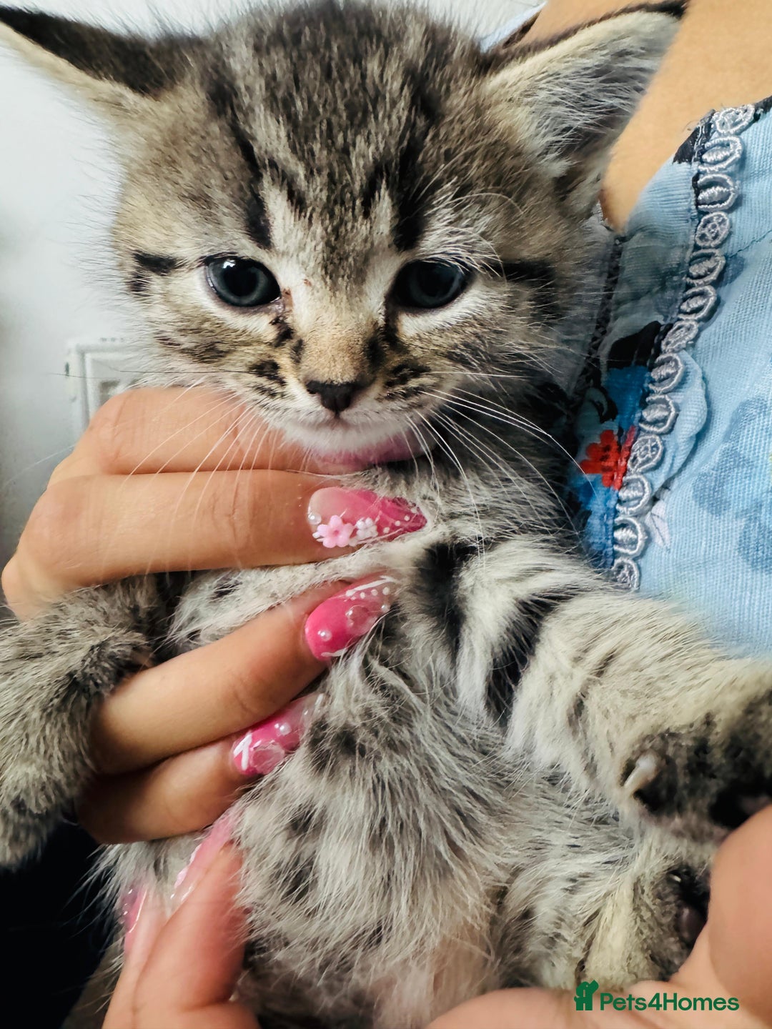 Mixed Breed cats for sale: Kittens for sale - Advert 2