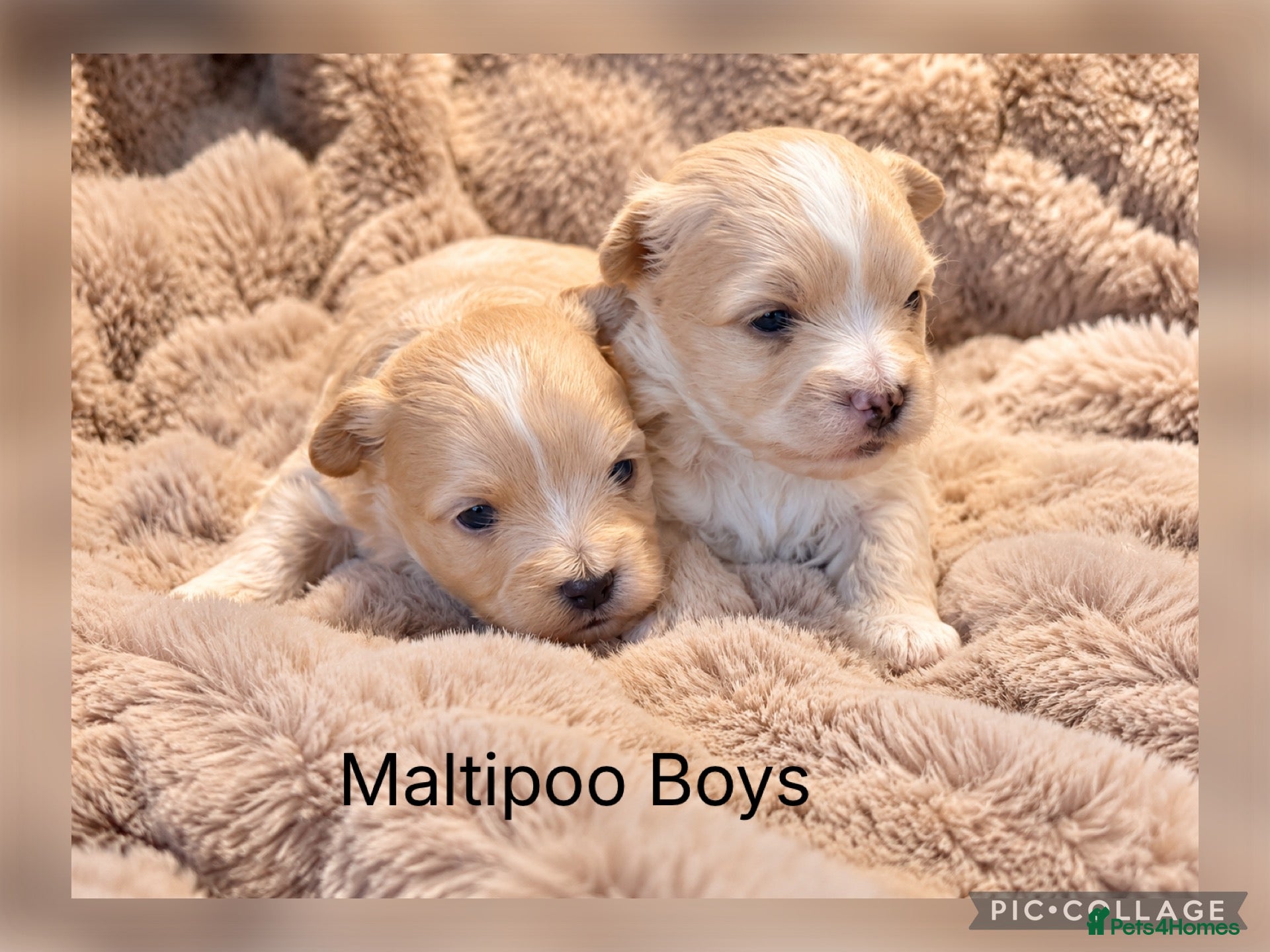 Maltipoo dogs Beautiful Maltipoo Boy - Advert 1