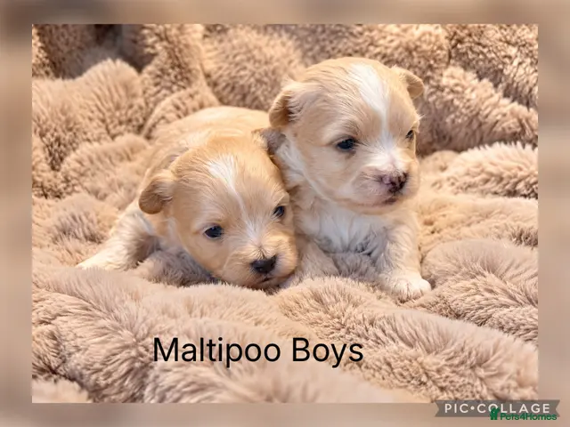 Maltipoo dogs Beautiful Maltipoo Boy - Advert 1