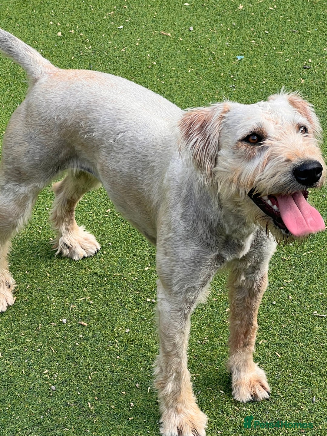 Soft Coated Wheaten Terrier dogs for sale: Irish Wheaton terrier  - Image 2