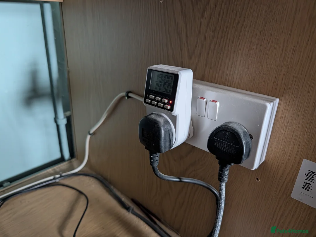 Bearded Dragon reptiles for sale: Bearded Dragon + Setup - Needs Experienced Home in Swaffham - Advert 7