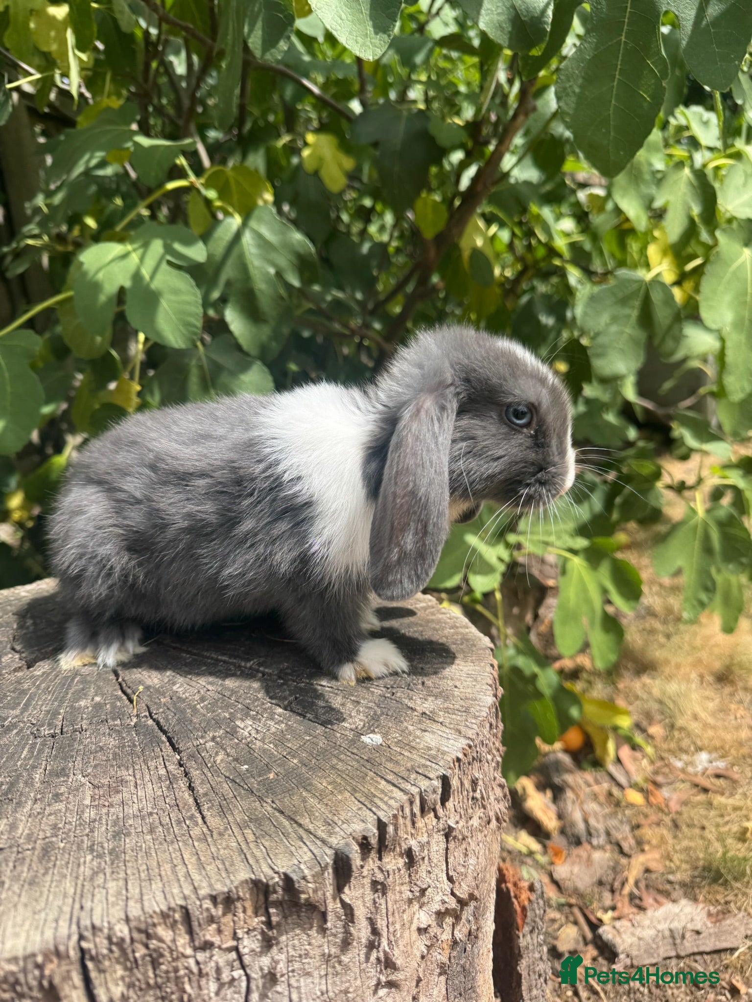 Mini Lop rabbits Super Friendly Mini Lop Bunnies - Advert 1