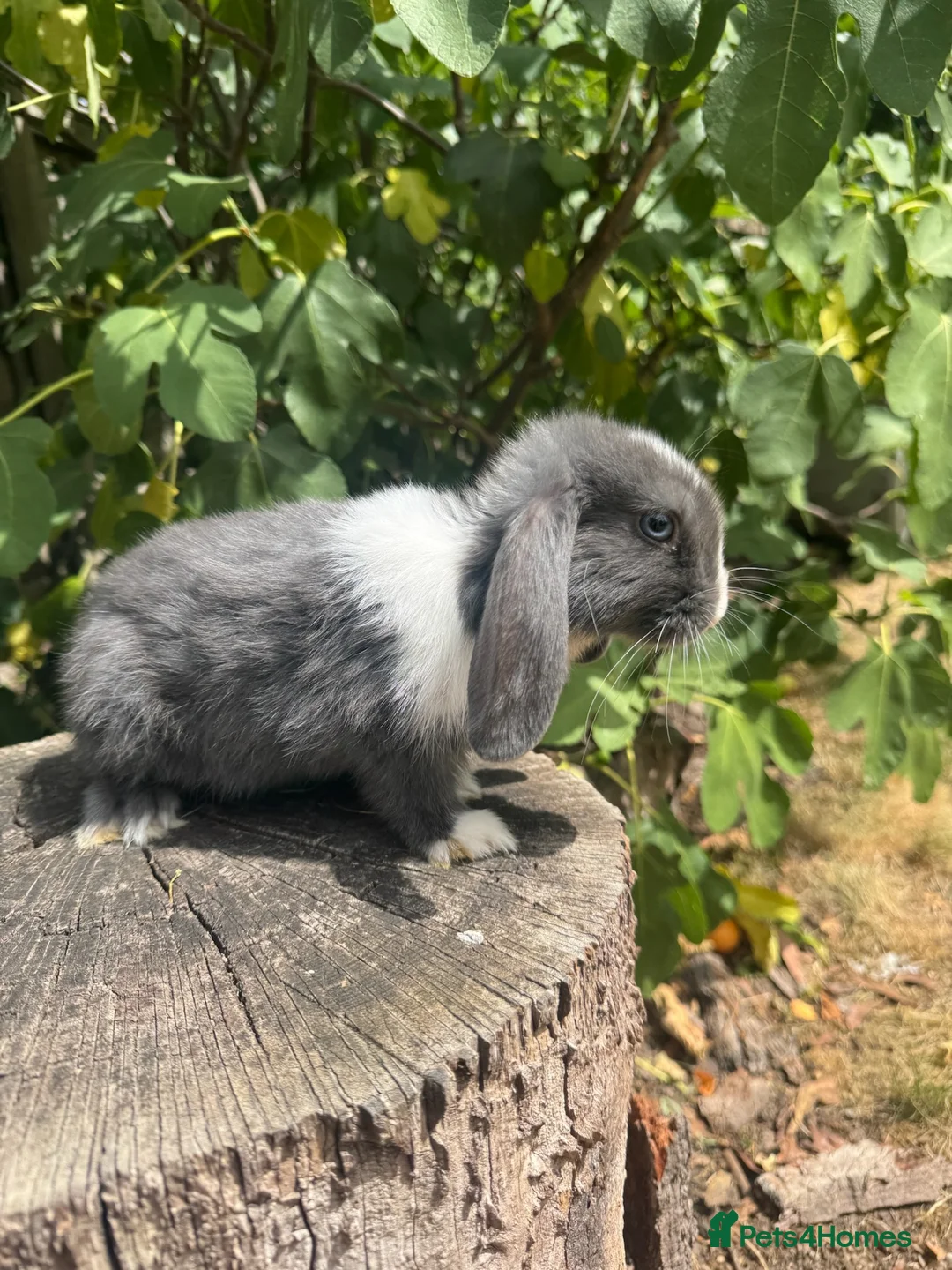 Mini Lop rabbits for sale: Super Friendly Mini Lop Bunnies - Advert 1