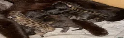 Mixed Breed cats for sale: 2 remaining kittens, looking for forever homes - Advert 5
