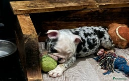 English Bulldog dogs for sale: English bulldog - Advert 13