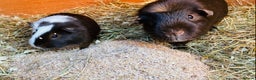 Guinea Pig rodents for sale: Father and son guinepig pair chocolate  - Advert 2
