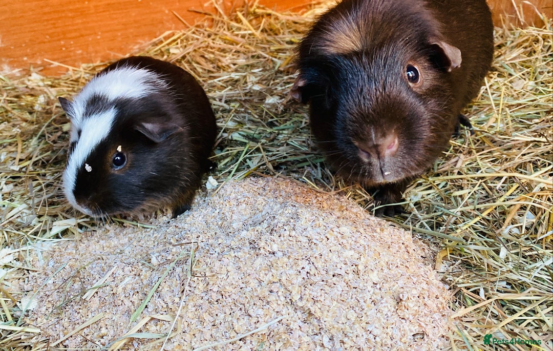 Guinea Pig rodents for sale: Father and son guinepig pair chocolate  - Advert 2