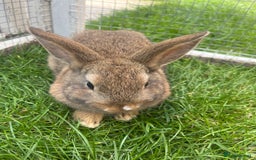 Mixed Breed rabbits for sale: Netherland Dwarf x Mini Lop - Image 2