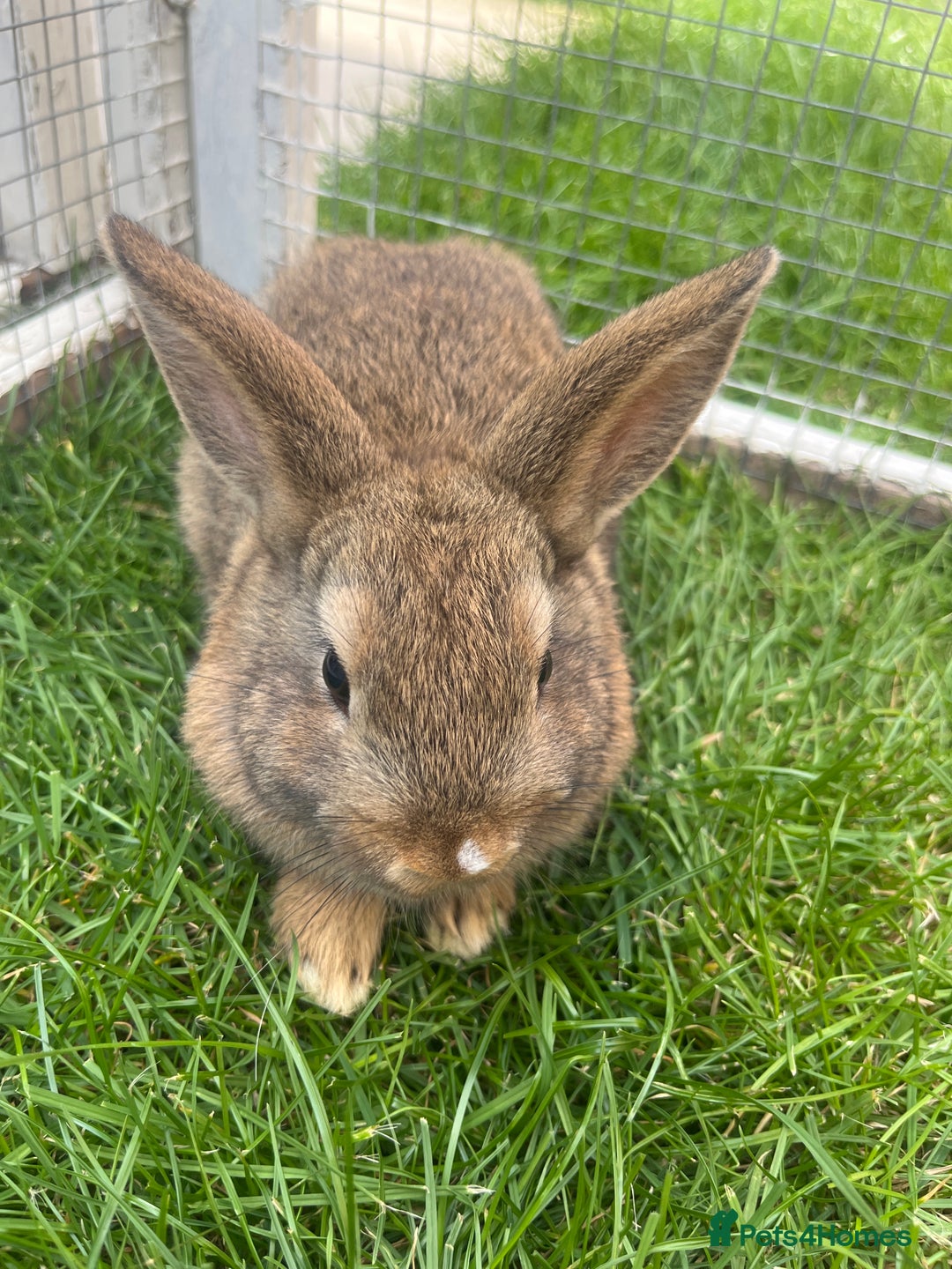 Mixed Breed rabbits for sale: Netherland Dwarf x Mini Lop - Image 2