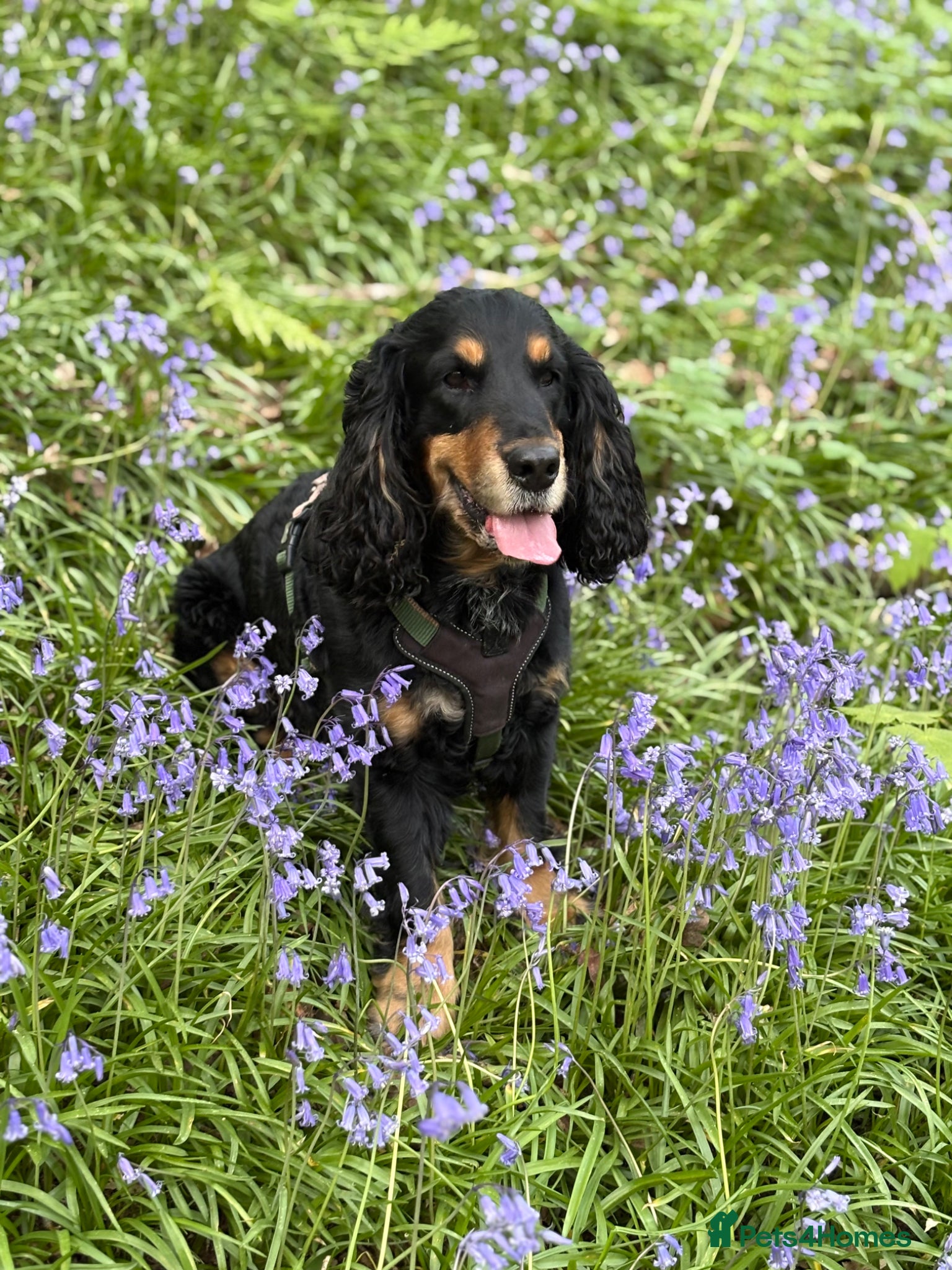 Cockapoo dogs Lennon the cockapoo - Advert 13