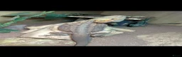 Bearded Dragon reptiles for sale: FREE! Bearded Dragon and Full Set Up - Advert 2