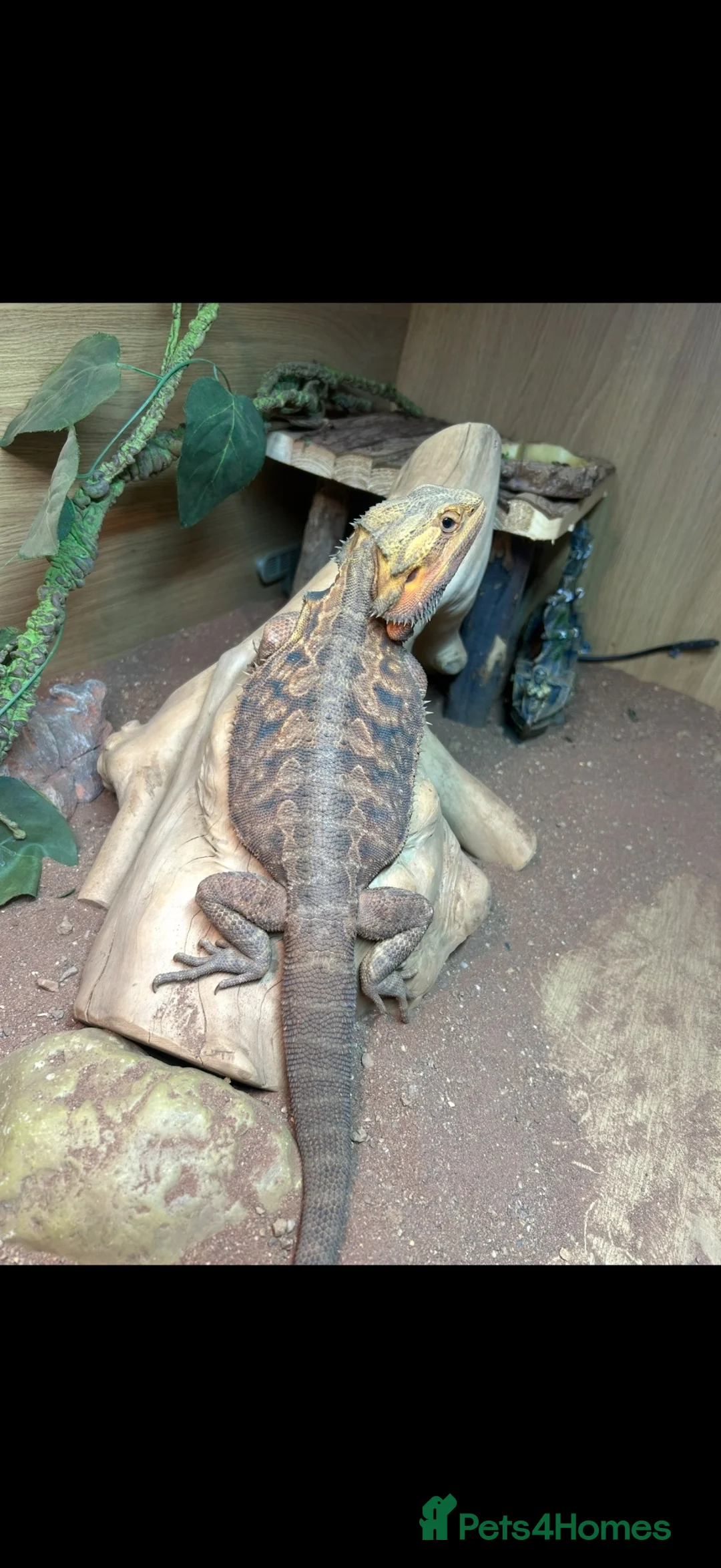 Bearded Dragon reptiles for sale: FREE! Bearded Dragon and Full Set Up - Advert 2